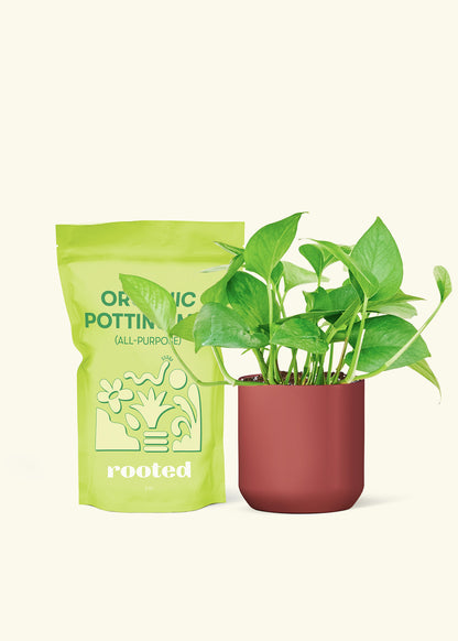 Small Pothos 'Jade' in a burgundy cylinder pot and a bag of soil.