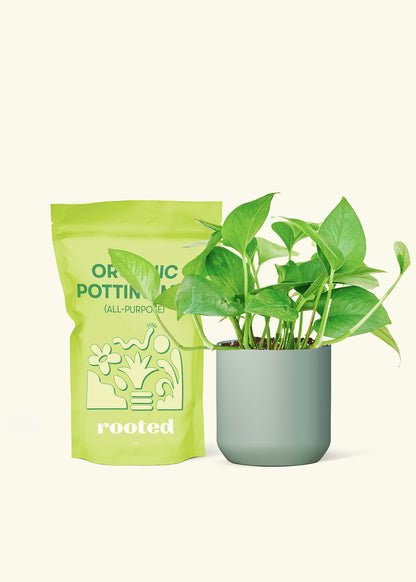 Small Pothos 'Jade' in a sage cylinder pot and a bag of soil.