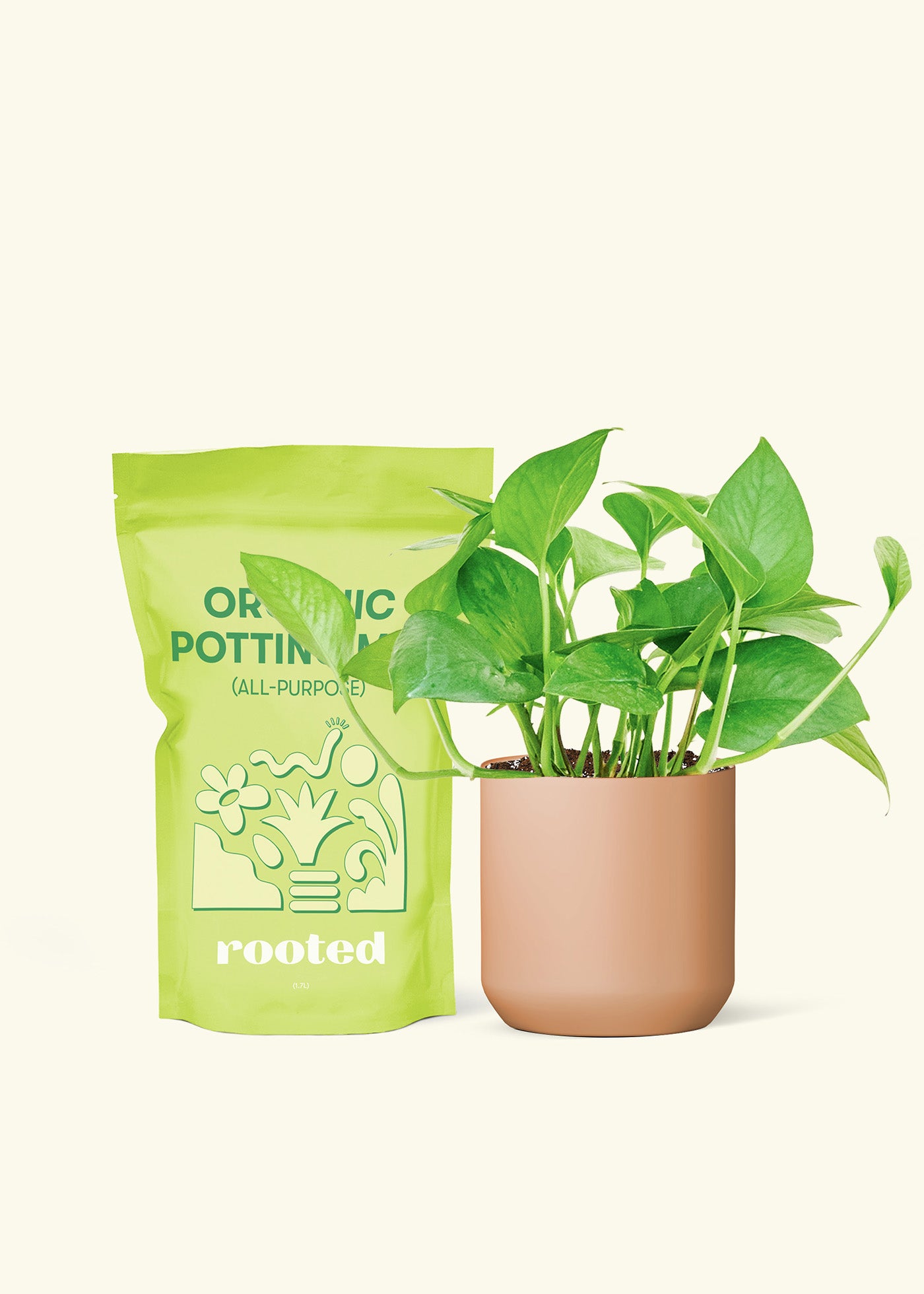 Small Pothos 'Jade' in a terracotta cylinder pot and a bag of soil.