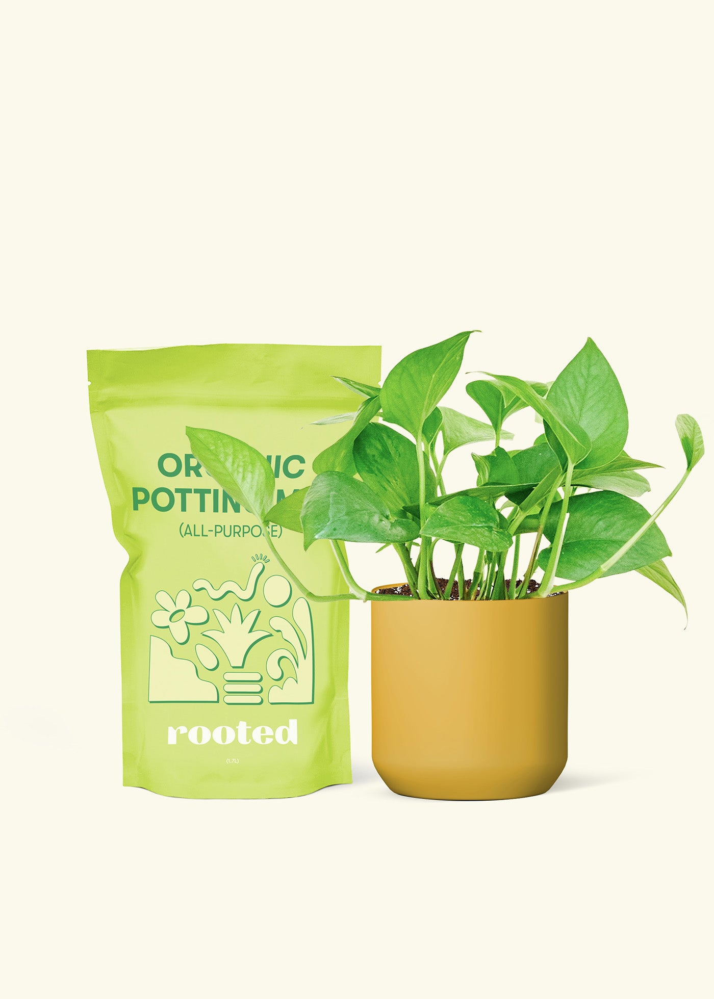 Small Pothos 'Jade' in a mustard cylinder pot and a bag of soil.