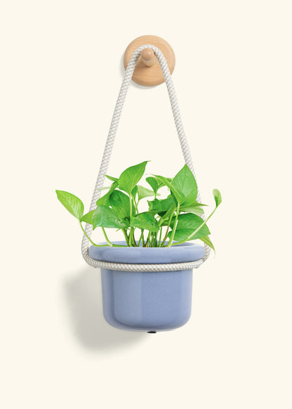 Pothos 'Jade', Small