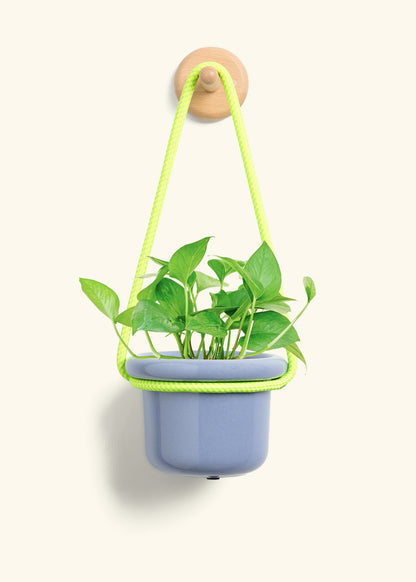 Pothos 'Jade', Small