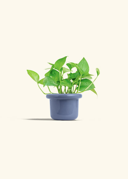 Jade Pothos in a 4 inches Fat Lip Blue Planter 