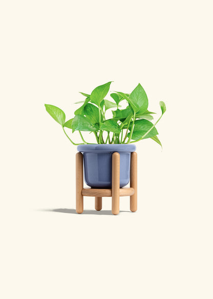 Jade Pothos in a 4 inches Fat Lip Blue Planter in a Beech Wood Stand