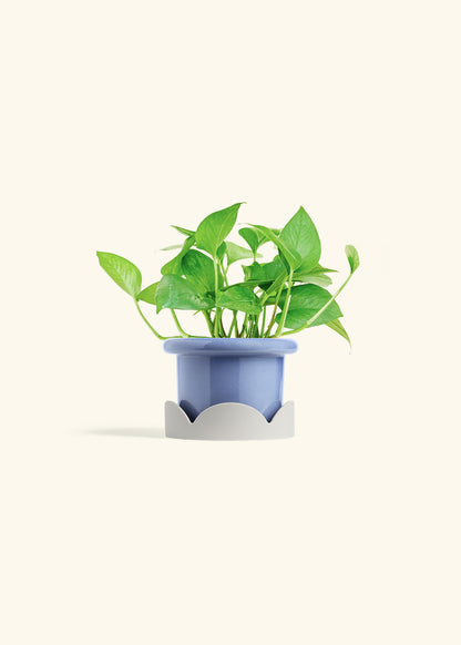 Jade Pothos in a 4 inches Fat Lip Blue Planter in a Oat Petal Drip Tray