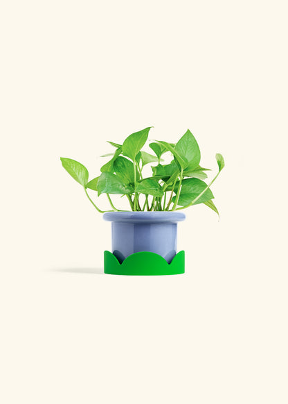 Jade Pothos in a 4 inches Fat Lip Blue Planter in a Shamrock Petal Drip Tray