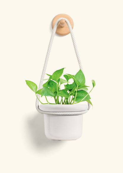Pothos 'Jade', Small