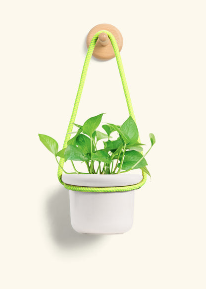 Pothos 'Jade', Small