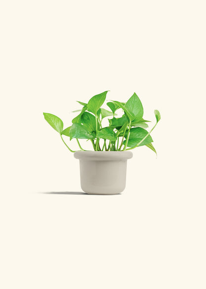 Jade Pothos in a 4 inches Fat Lip Oat Planter 