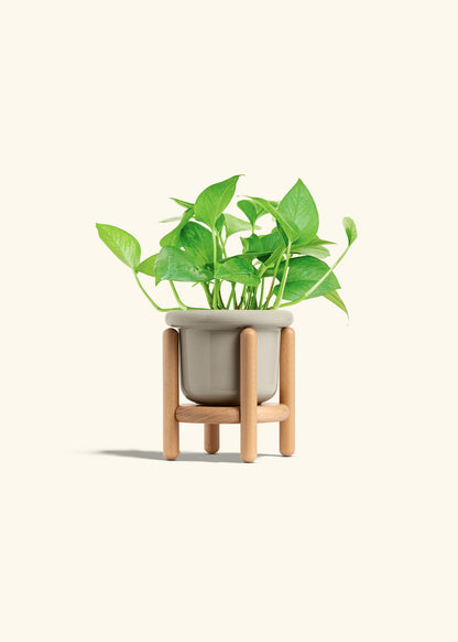 Jade Pothos in a 4 inches Fat Lip Oat Planter in a Beech Wood Stand