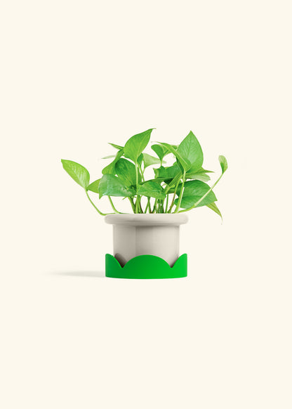 Jade Pothos in a 4 inches Fat Lip Oat Planter in a Shamrock Petal Drip Tray