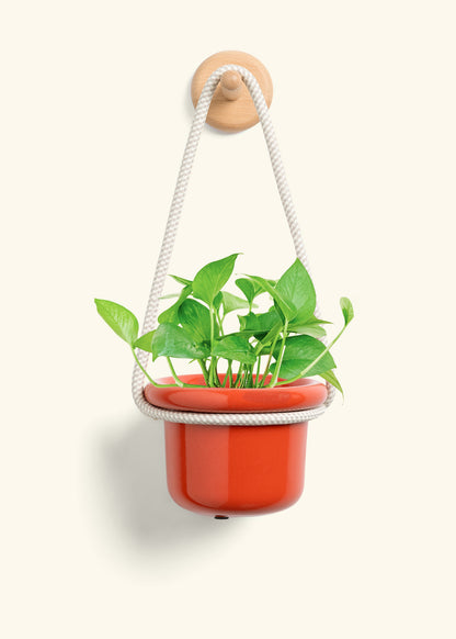 Pothos 'Jade', Small