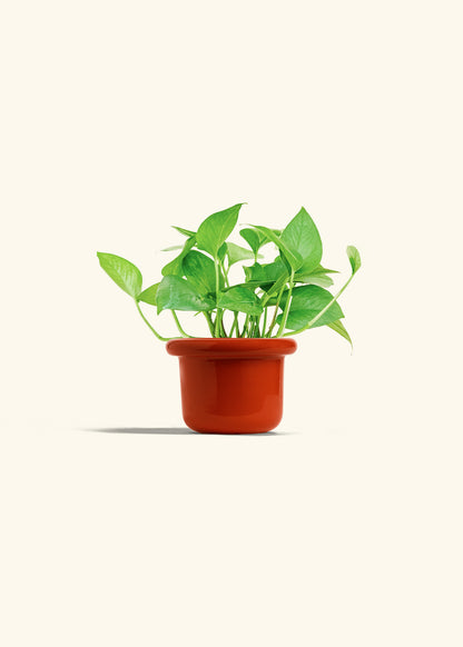Jade Pothos in a 4 inches Fat Lip Red Planter 