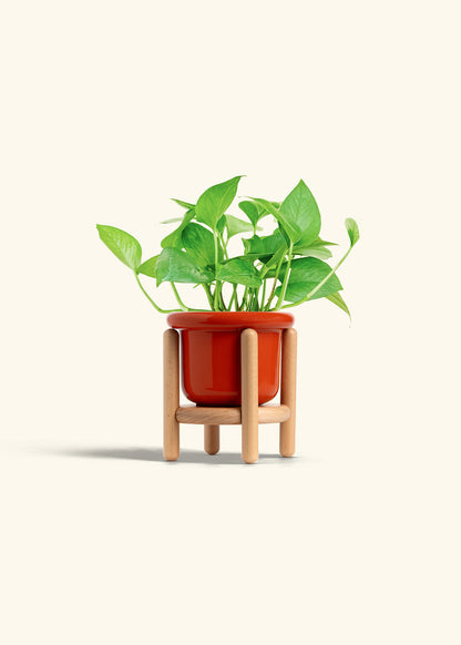 Jade Pothos in a 4 inches Fat Lip Red Planter in a Beech Wood Stand
