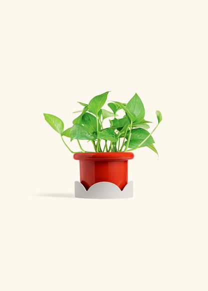 Jade Pothos in a 4 inches Fat Lip Red Planter in a Oat Petal Drip Tray