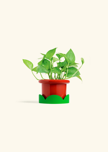 Jade Pothos in a 4 inches Fat Lip Red Planter in a Shamrock Petal Drip Tray
