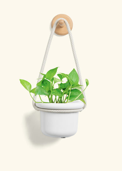 Pothos 'Jade', Small