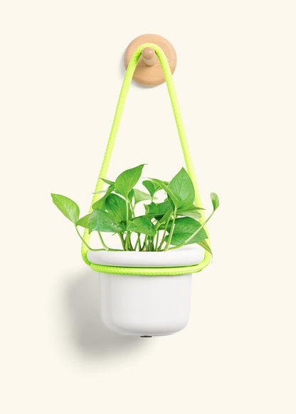 Pothos 'Jade', Small