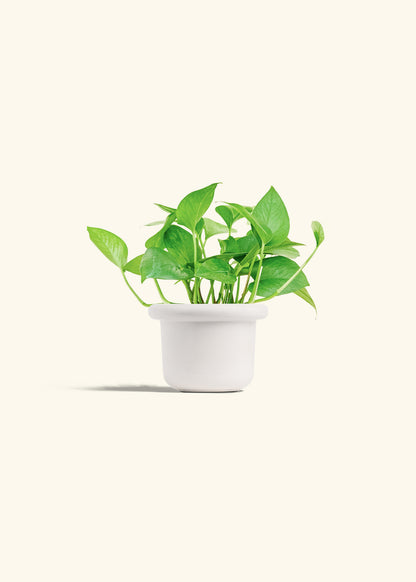 Jade Pothos in a 4 inches Fat Lip White Planter 
