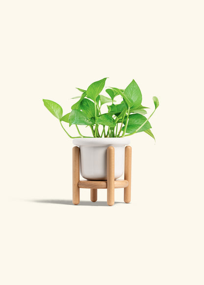 Jade Pothos in a 4 inches Fat Lip White Planter in a Beech Wood Stand