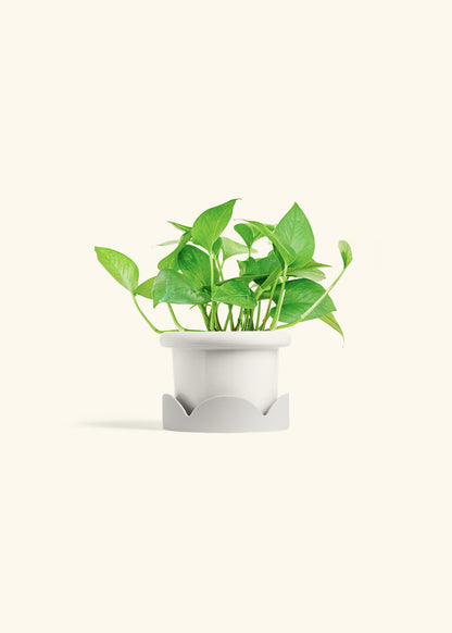 Jade Pothos in a 4 inches Fat Lip White Planter in a Oat Petal Drip Tray