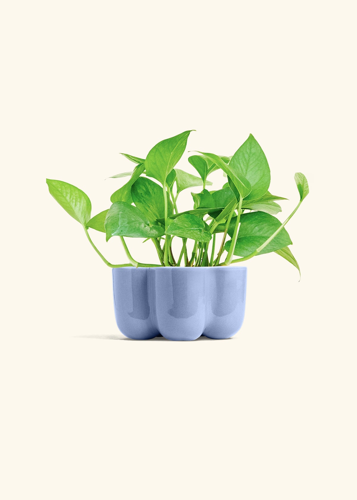 Jade Pothos in a 4 inches in a Blue Petal Planter