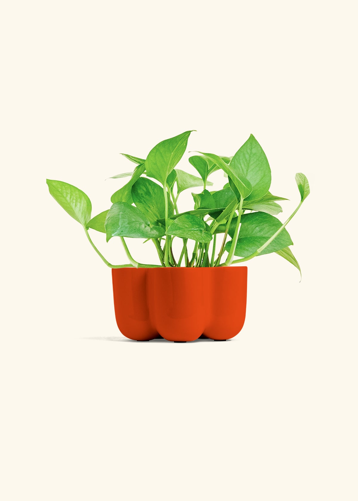 Jade Pothos in a 4 inches in a Red Petal Planter