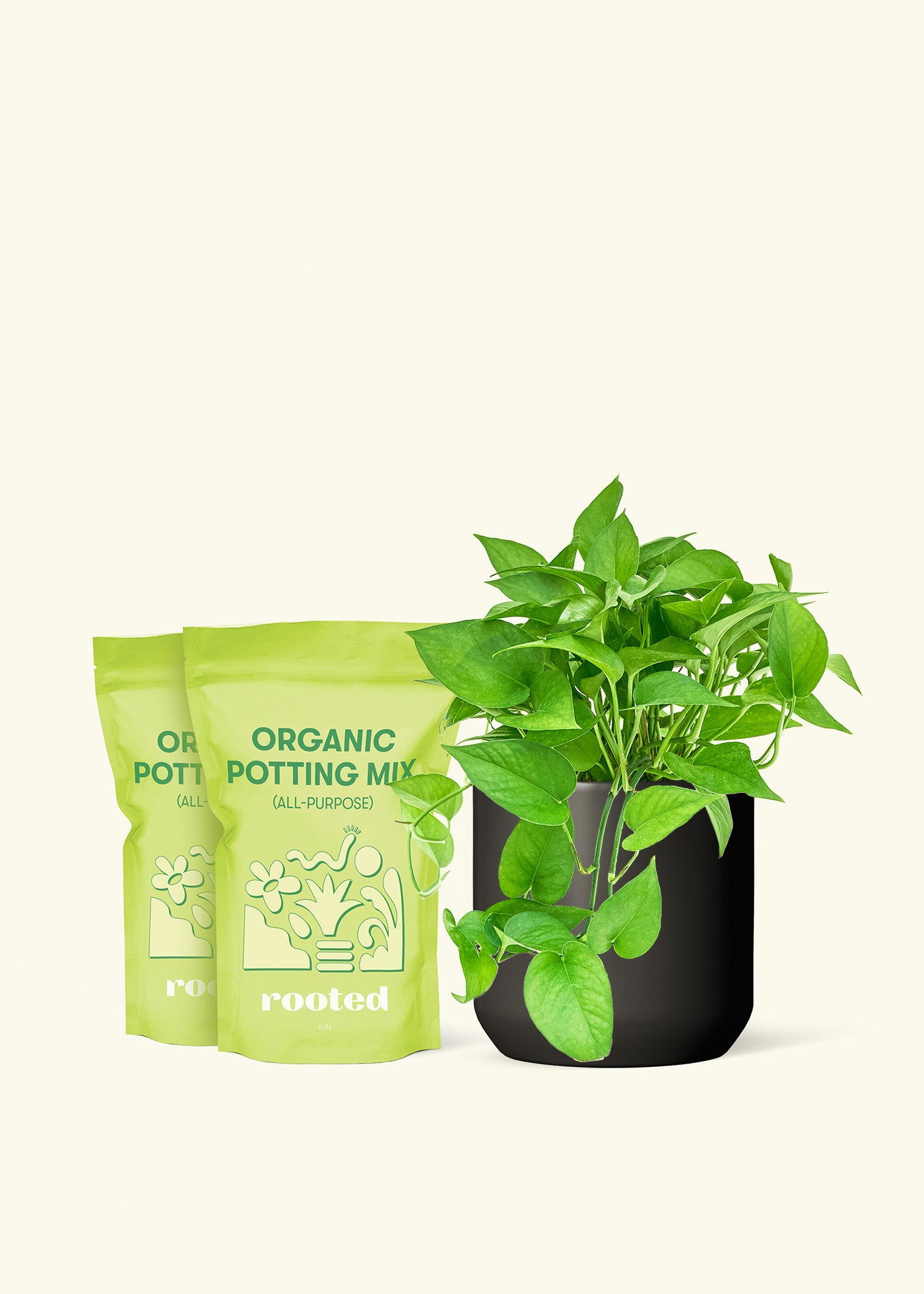 Medium Pothos 'Jade' in a black cylinder pot and 2 bags of soil.