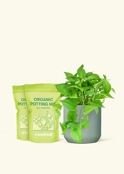 Medium Pothos 'Jade' in a sage cylinder pot and 2 bags of soil.