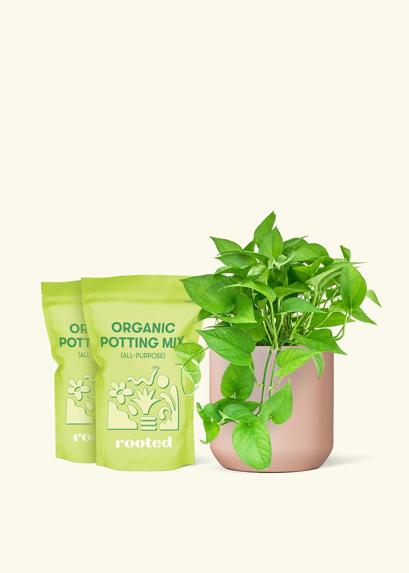 Medium Pothos 'Jade' in a pink cylinder pot and 2 bags of soil.