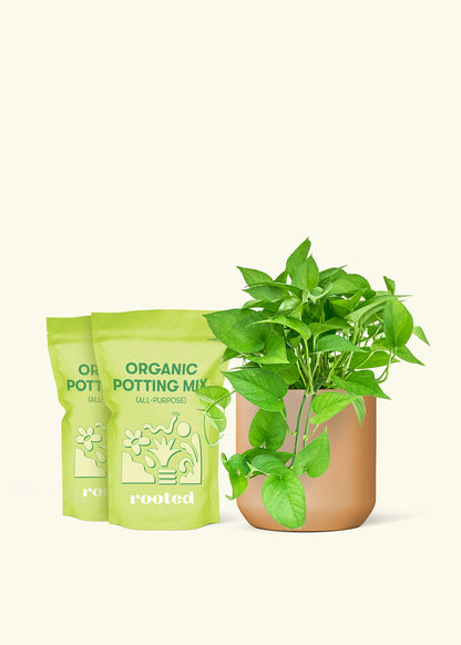 Medium Pothos 'Jade' in a terracotta cylinder pot and 2 bags of soil.