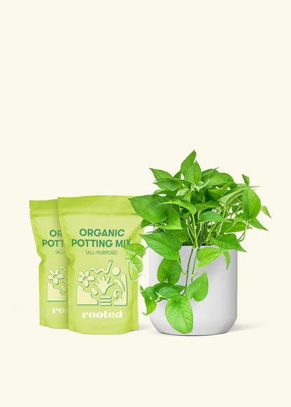 Medium Pothos 'Jade' in a white cylinder pot and 2 bags of soil.