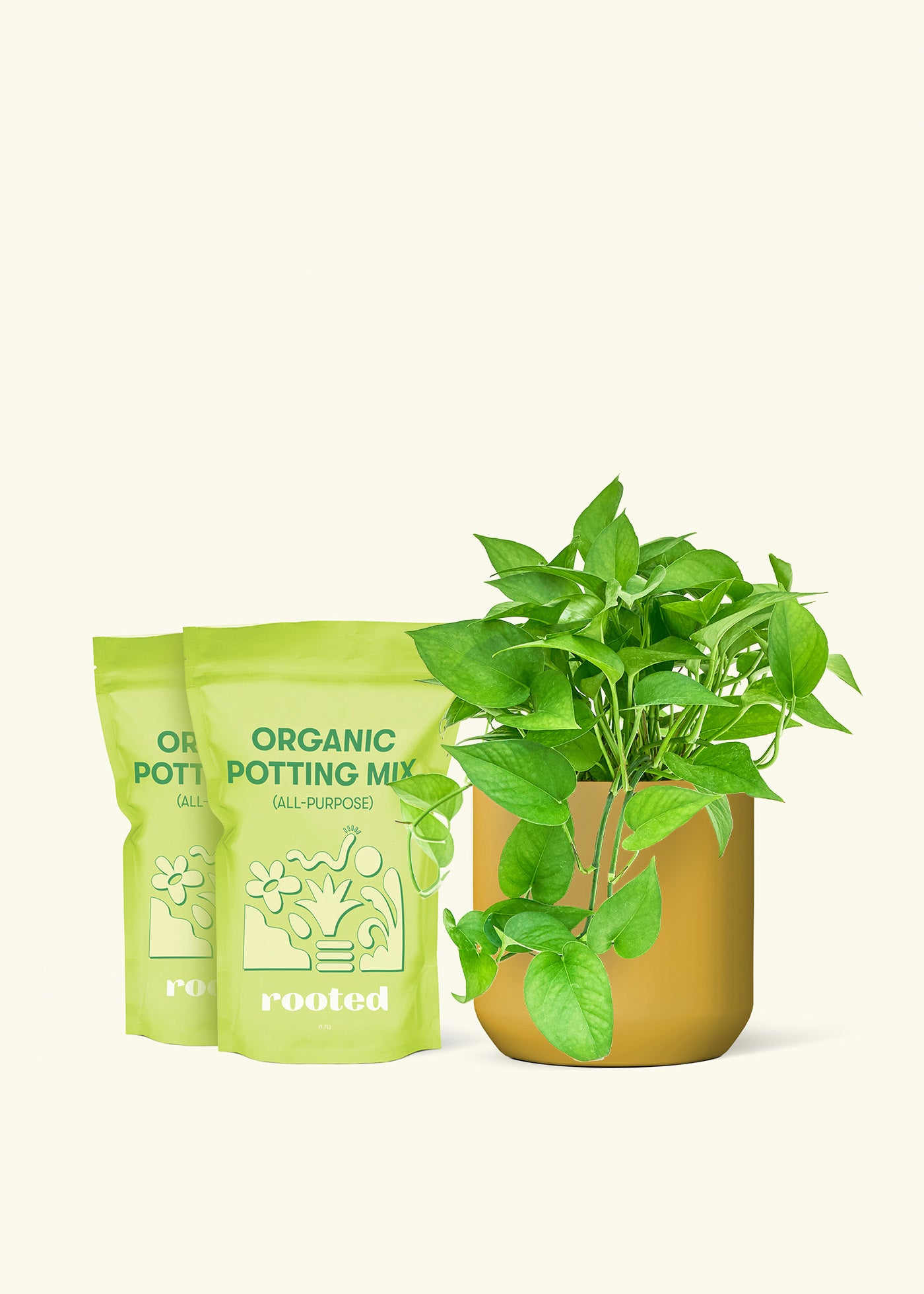 Medium Pothos 'Jade' in a mustard cylinder pot and 2 bags of soil.