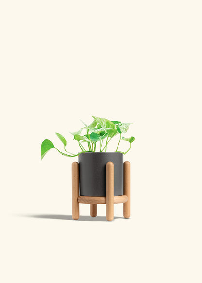 Pothos Marble Queen in a 4 inches Charcoal Classic Cylinder Planter in a Beech Wood Stand