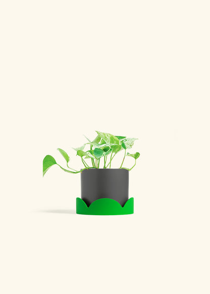 Pothos Marble Queen in a 4 inches Charcoal Classic Cylinder Planter in a Shamrock Petal Drip Tray
