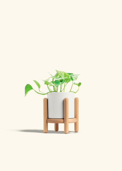 Pothos Marble Queen in a 4 inches White Classic Cylinder Planter in a Beech Wood Stand