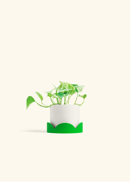 Pothos Marble Queen in a 4 inches White Classic Cylinder Planter in a Shamrock Petal Drip Tray
