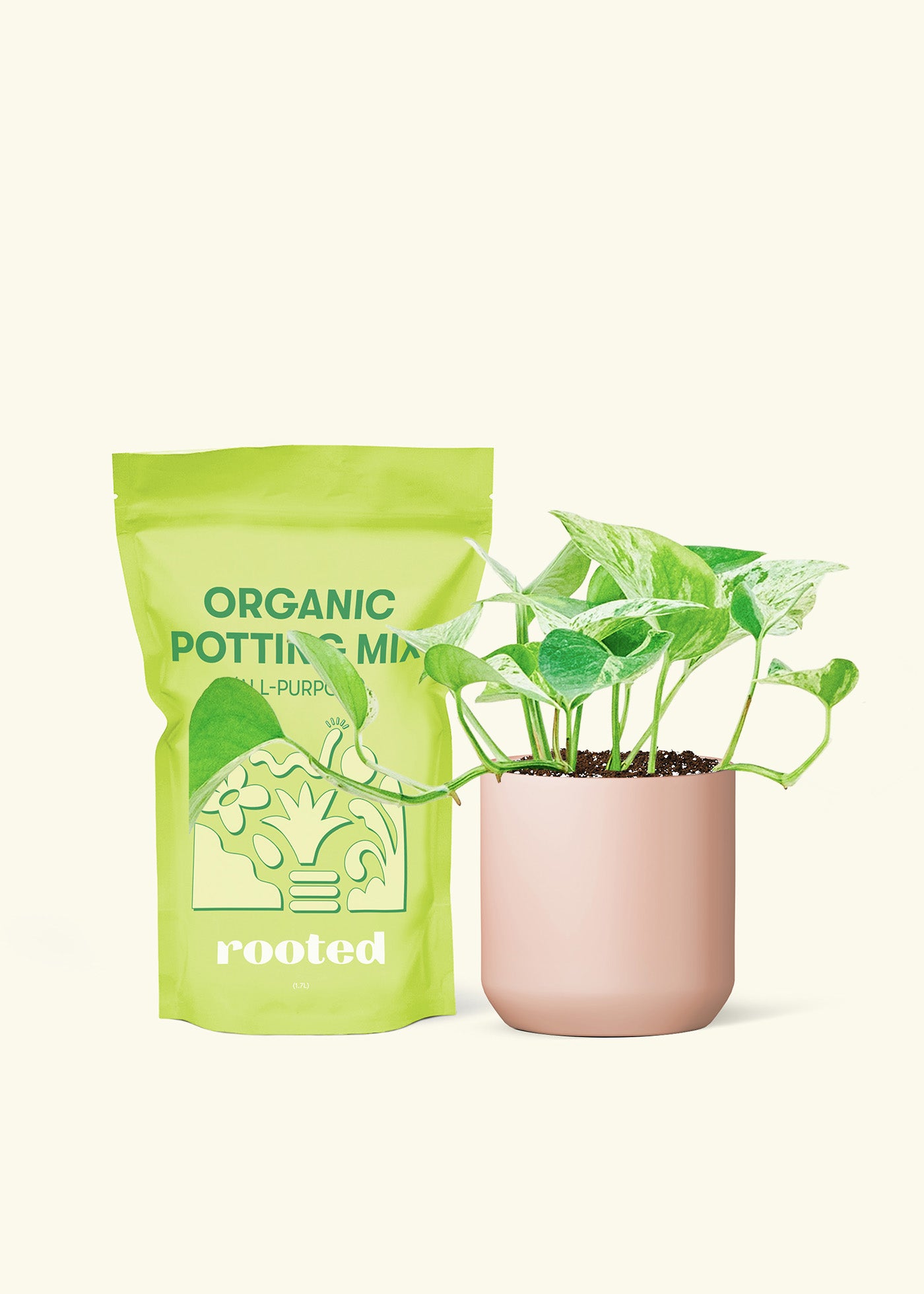 Small Pothos 'Marble Queen' in a pink cylinder pot and a bag of soil.