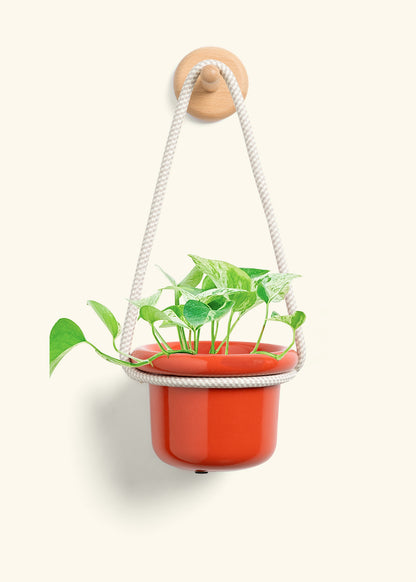 Pothos 'Marble Queen', Small