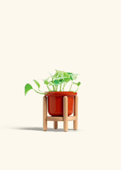 Pothos Marble Queen in a 4 inches Fat Lip Red Planter in a Beech Wood Stand
