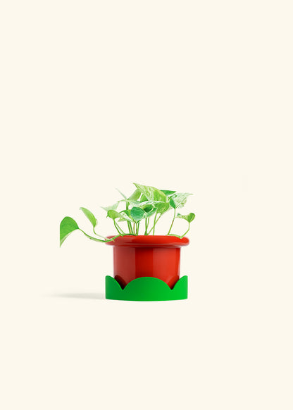 Pothos Marble Queen in a 4 inches Fat Lip Red Planter in a Shamrock Petal Drip Tray