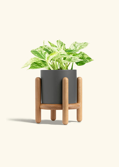 Pothos 'Marble Queen', Medium
