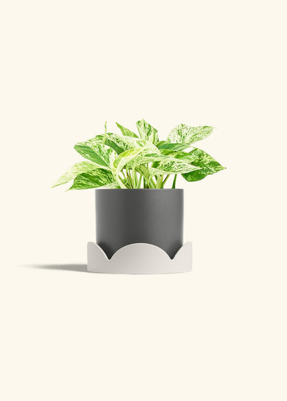Pothos 'Marble Queen', Medium
