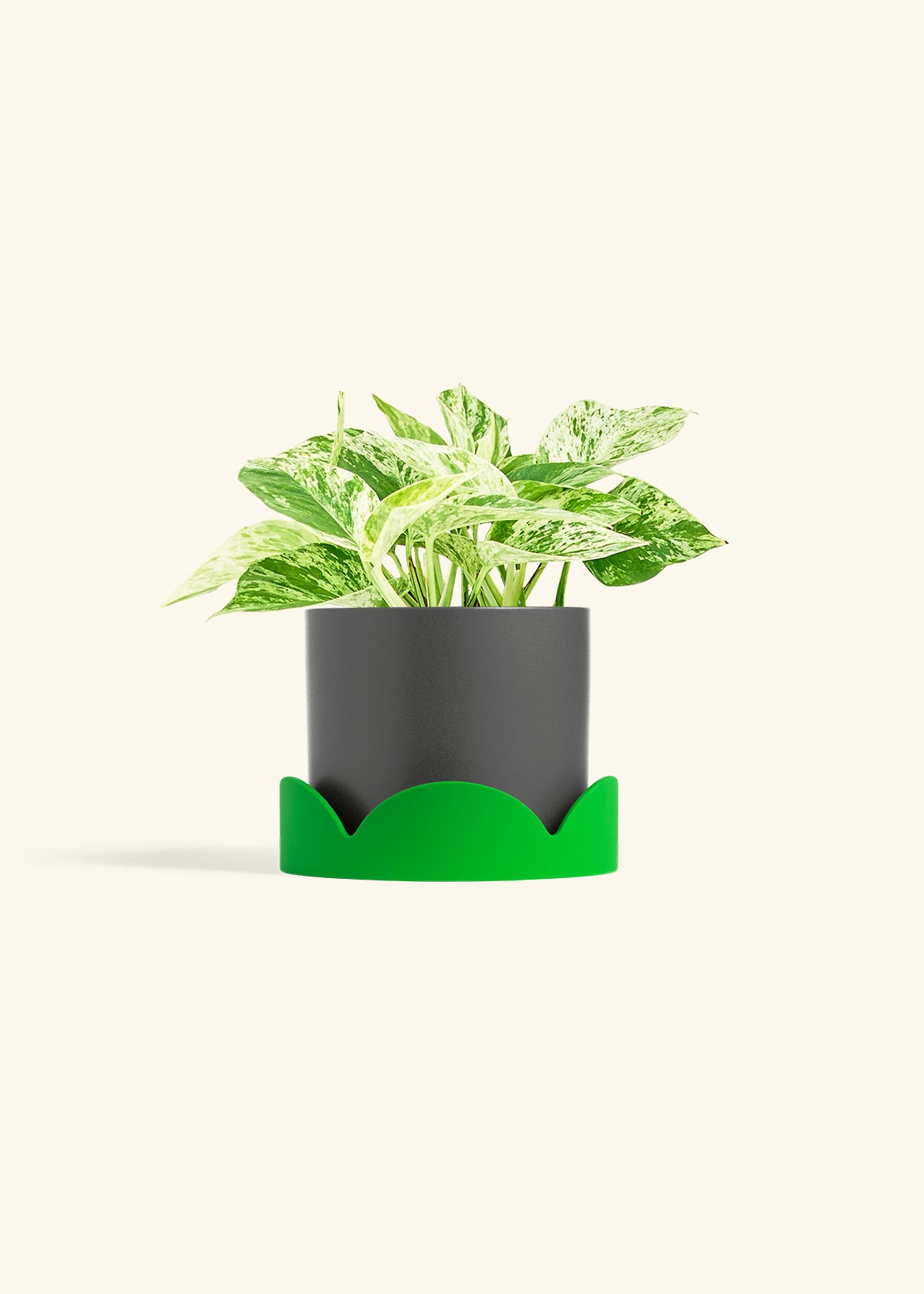 Pothos 'Marble Queen', Medium