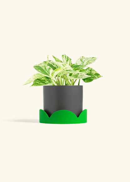 Pothos 'Marble Queen', Medium