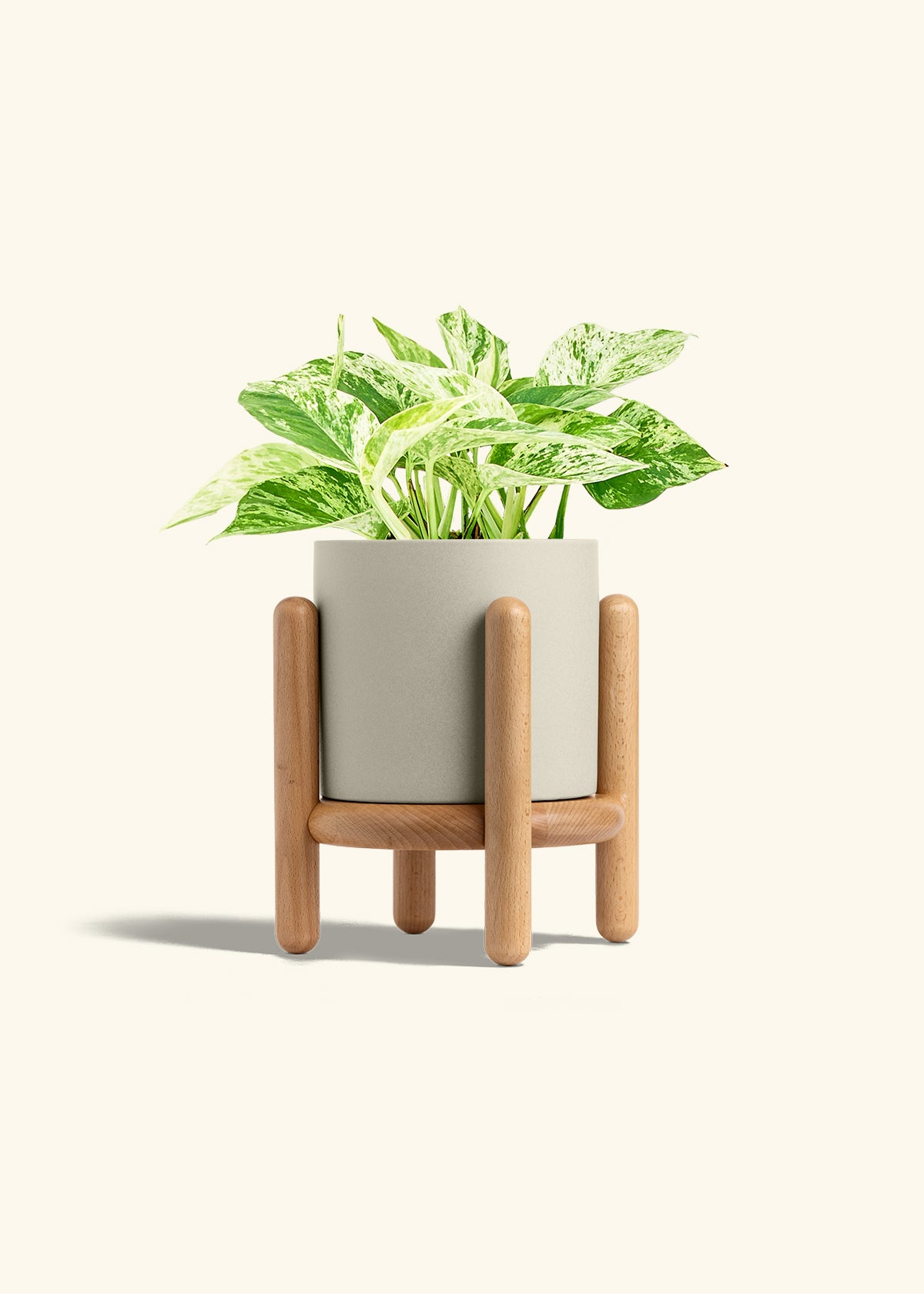 Pothos 'Marble Queen', Medium