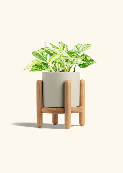 Pothos 'Marble Queen', Medium