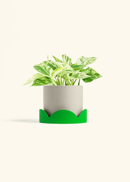 Pothos 'Marble Queen', Medium