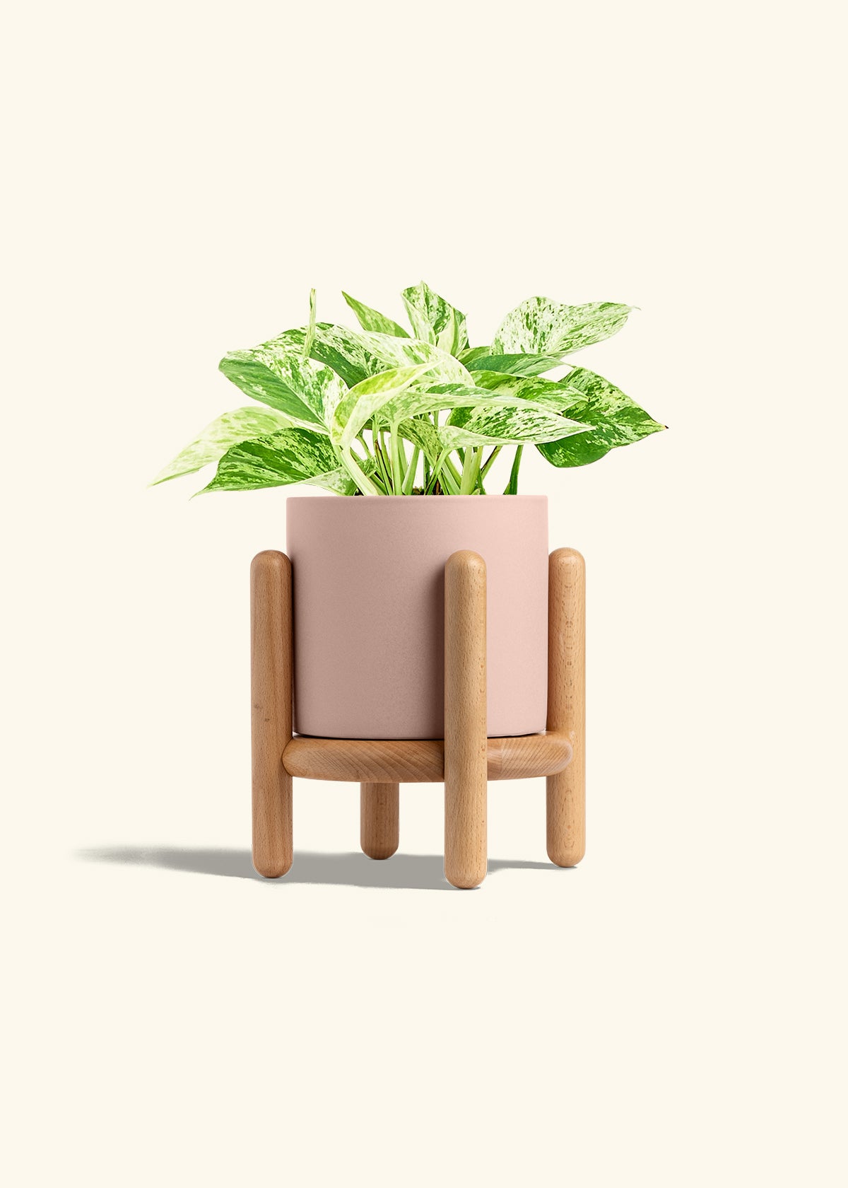 Pothos 'Marble Queen', Medium