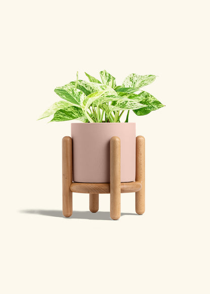 Pothos 'Marble Queen', Medium